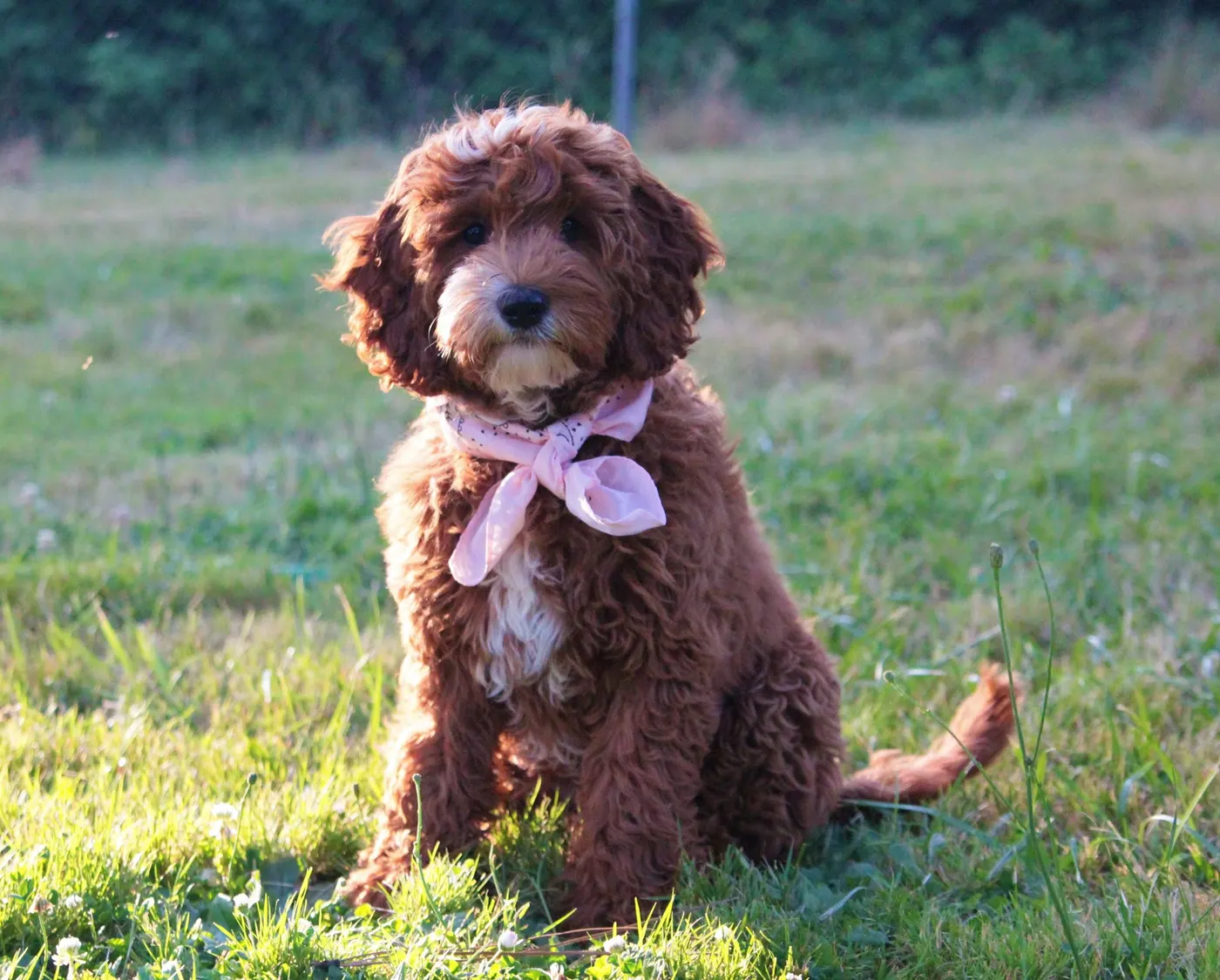Australian labradoodle puppy breeders