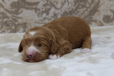 Kylie and Nelson's puppies are here!