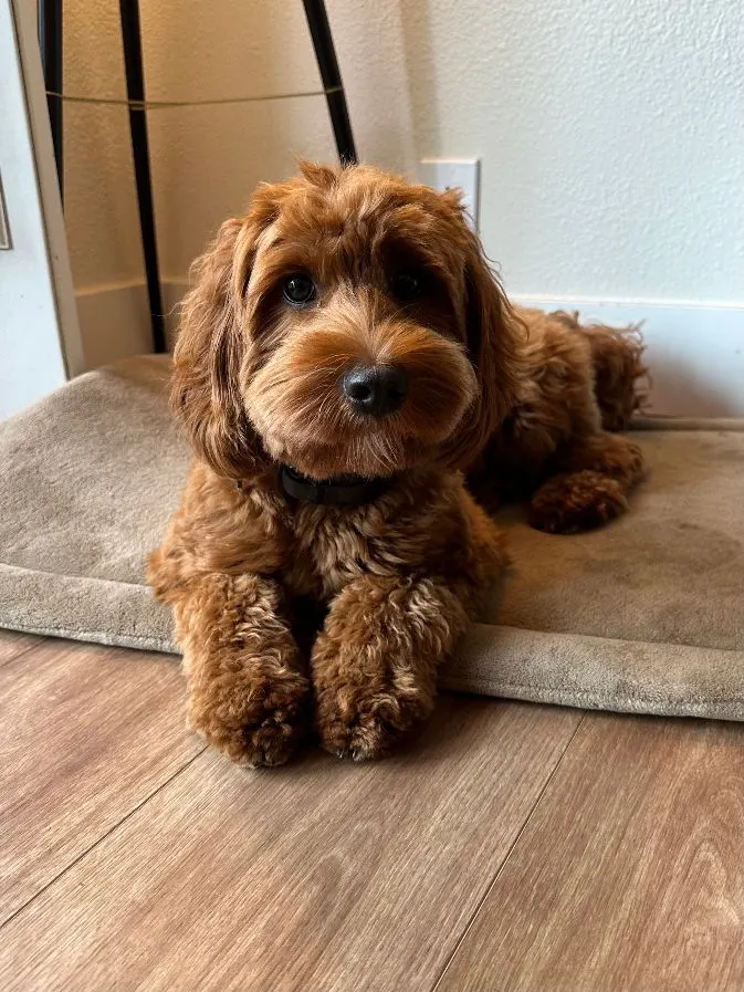 Testimonials about our labradoodle puppies