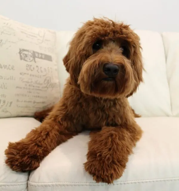 Valley Vineyard Labradoodle