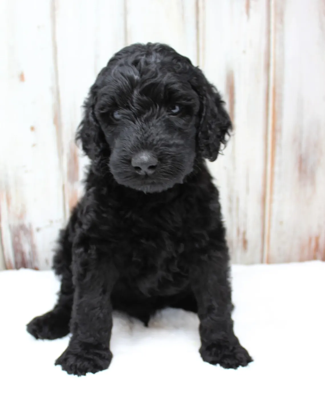 Gracie’s puppies are with their forever families