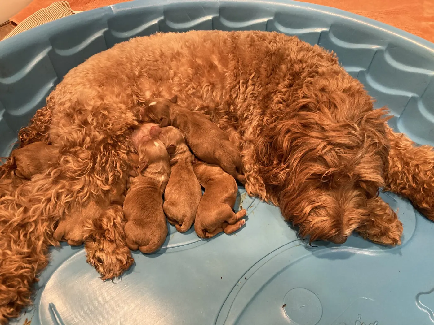 Ally and Watson’s litter is home