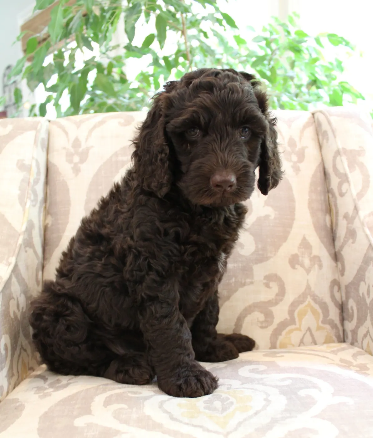 Gracie’s puppies are with their forever families
