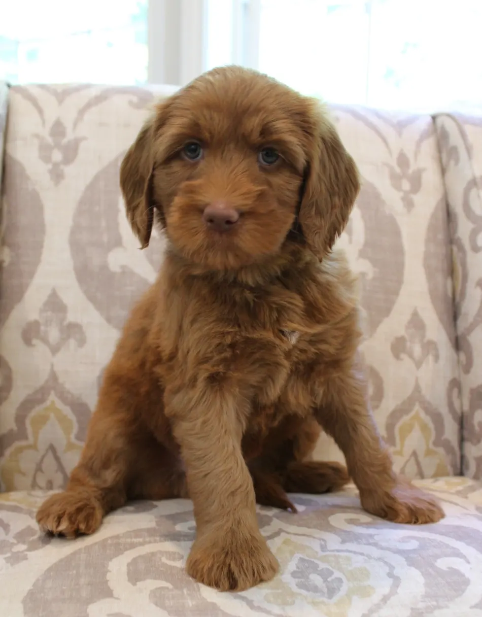 Hazel and Barkley's puppies