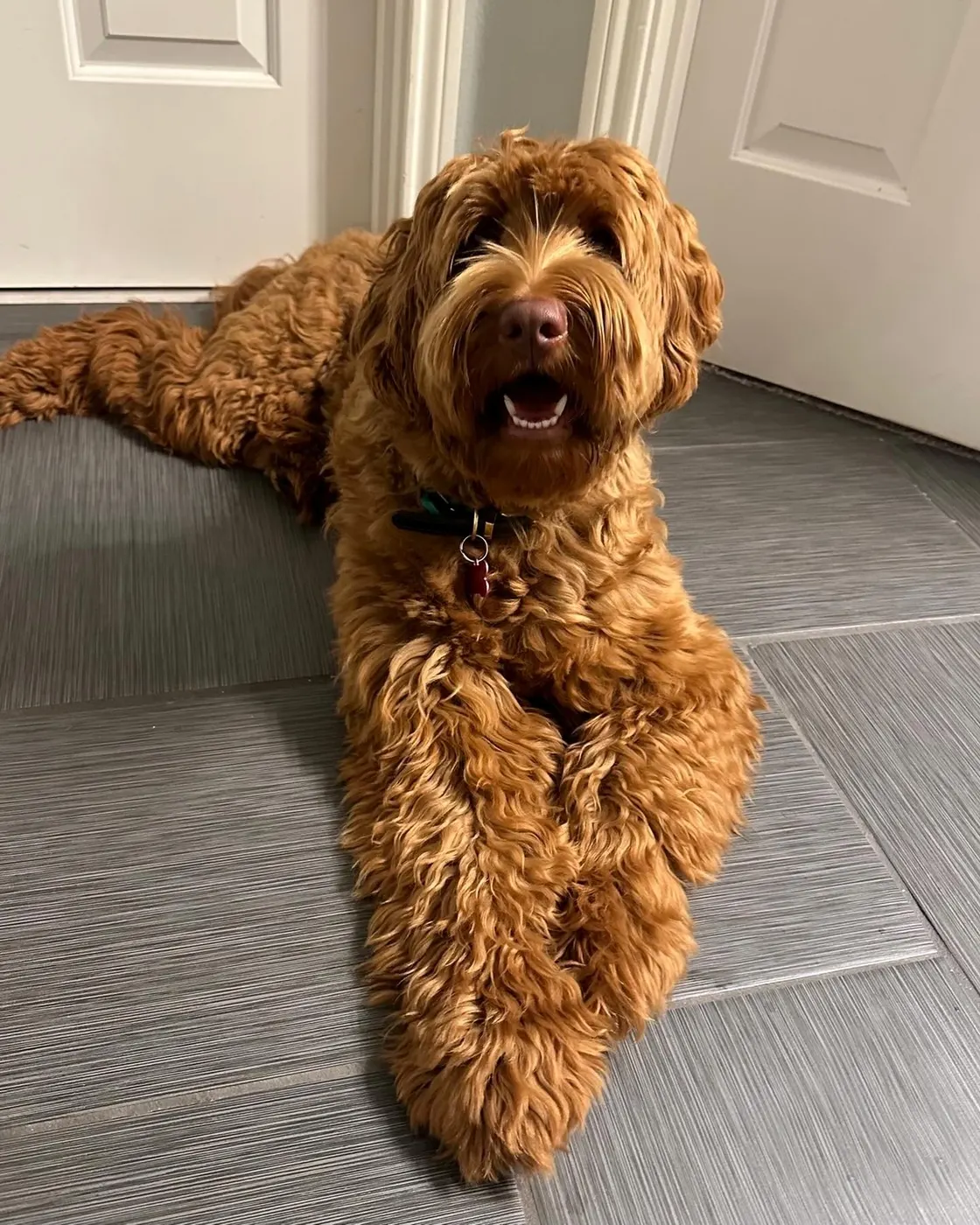 Suzy brings us beautiful red puppies in medium to standard size