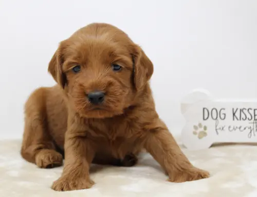 Four weeks Milo 1