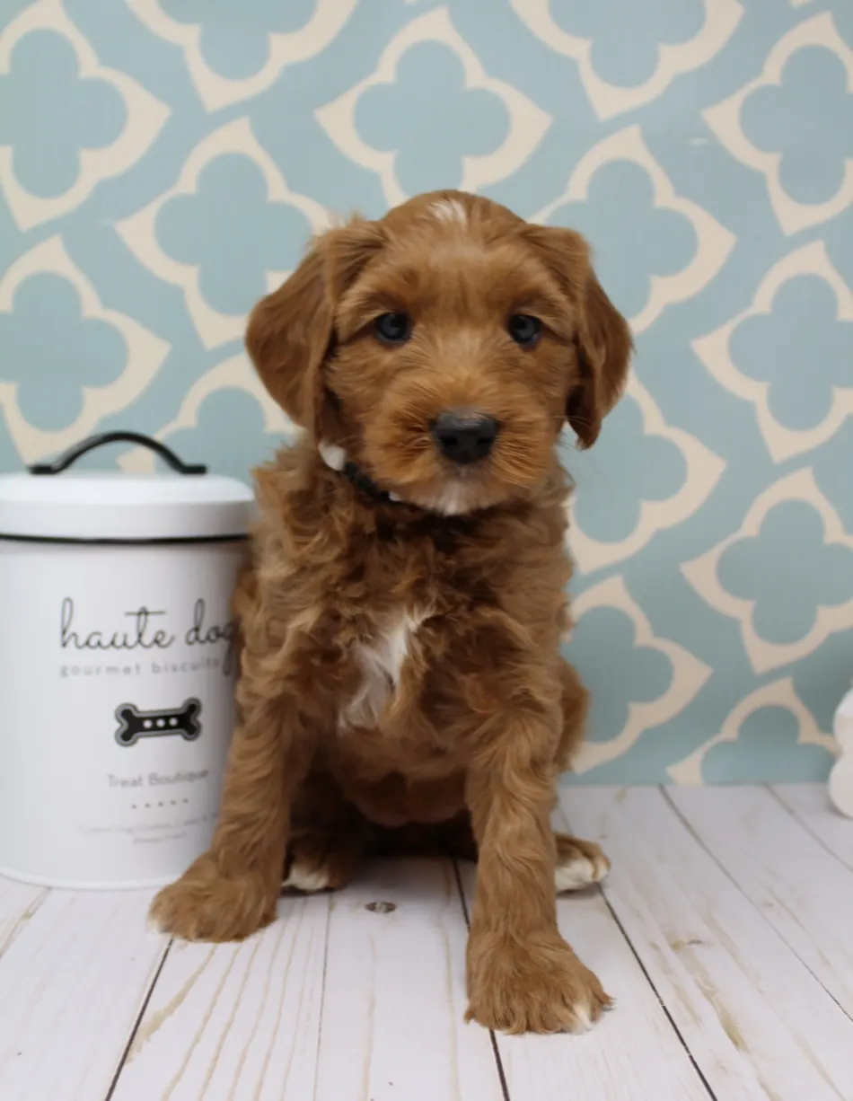 Emma and Watson’s puppies are home