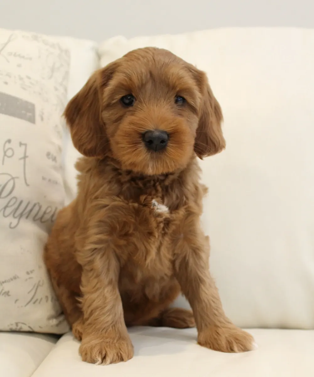 Emma and Watson’s puppies are home