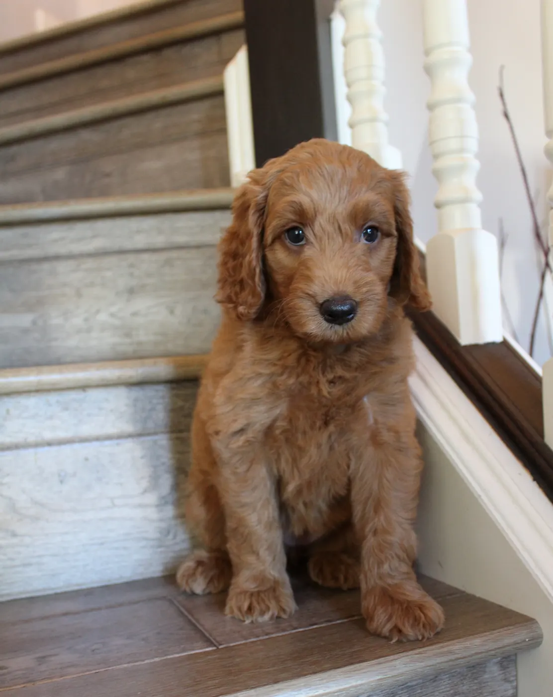 Bella and Gunner’s Bumble Bee puppies are home