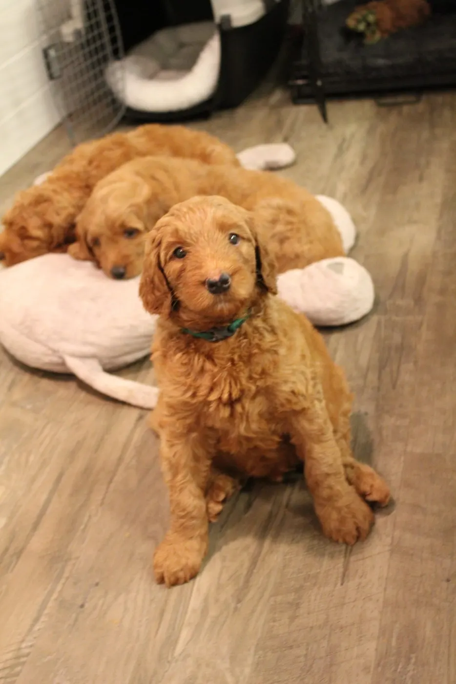 Bella and Gunner’s Bumble Bee puppies are home