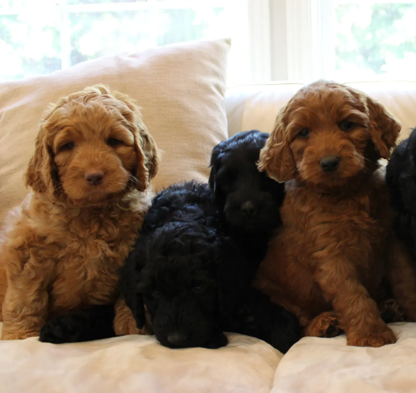 Gracie’s puppies are with their forever families