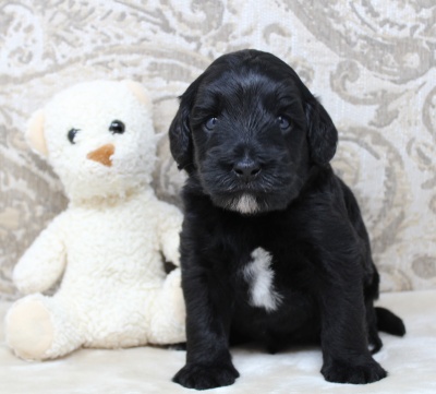Four weeks Kip