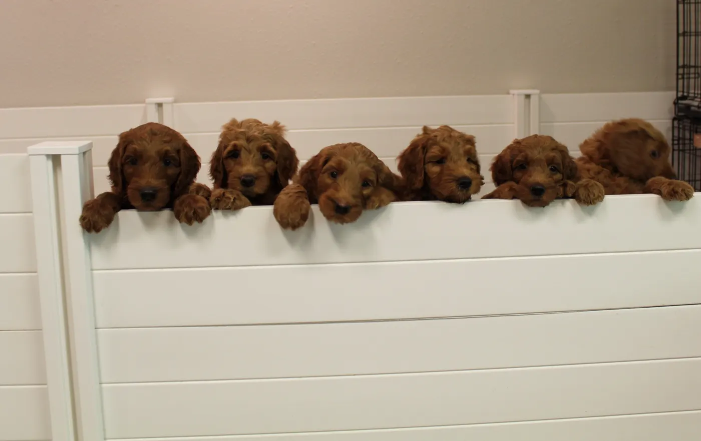 Bella and Gunner’s Bumble Bee puppies are home