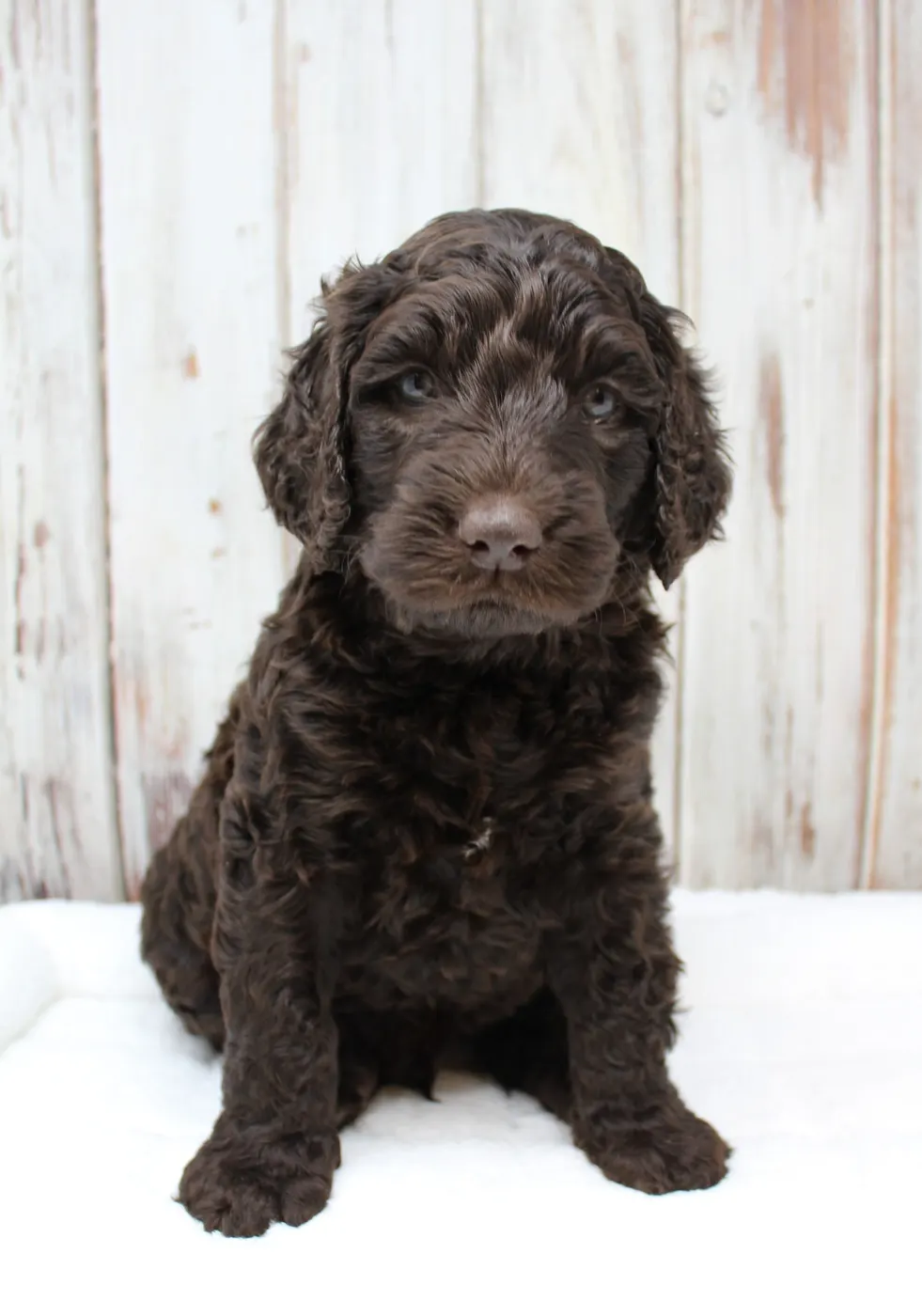 Gracie’s puppies are with their forever families