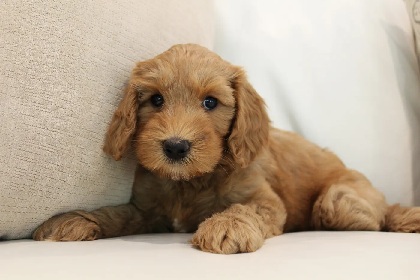 Lilly and Gunner’s puppies are home