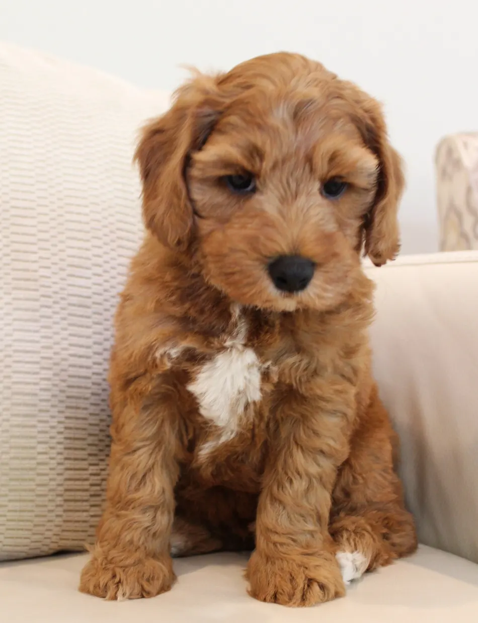 red mini labradoodles available therapy dogs