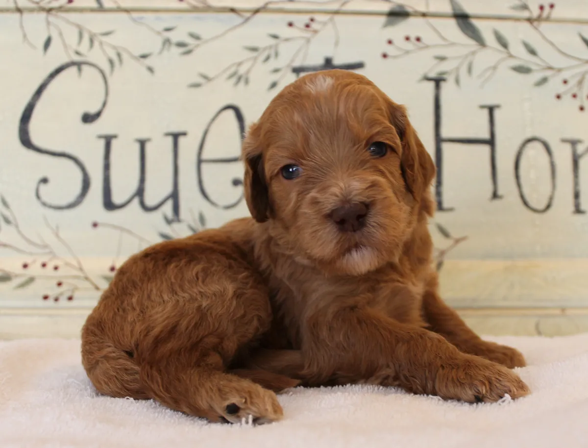 Roo and Basil’s puppies are with their forever families