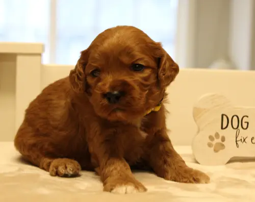 Three weeks Milly