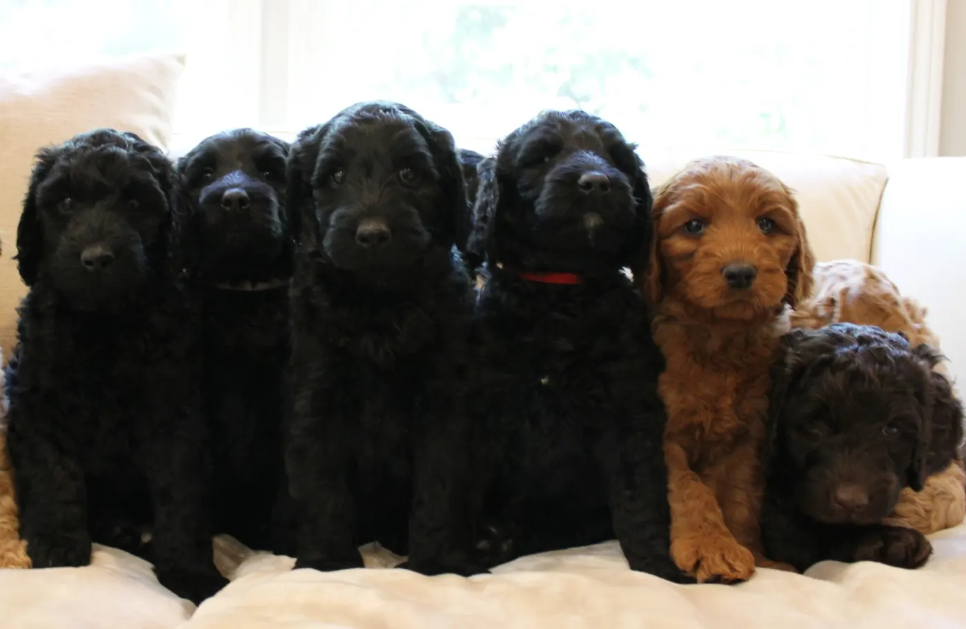 Gracie’s puppies are with their forever families