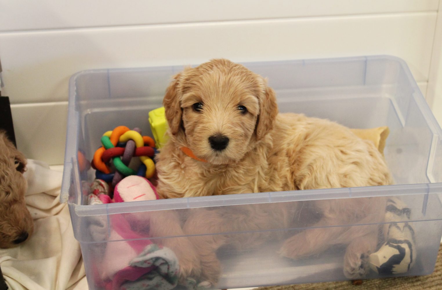Lizzy and Basil’s pups went home