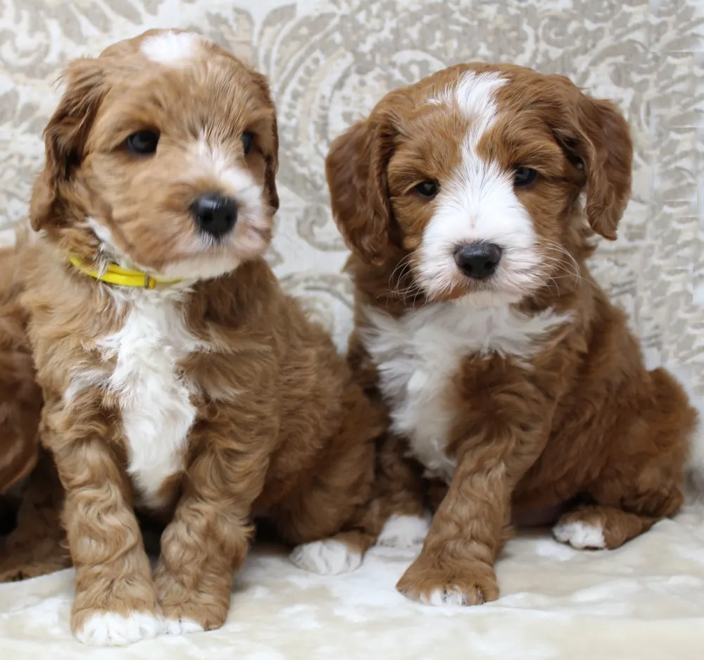 best breed of puppies Oregon