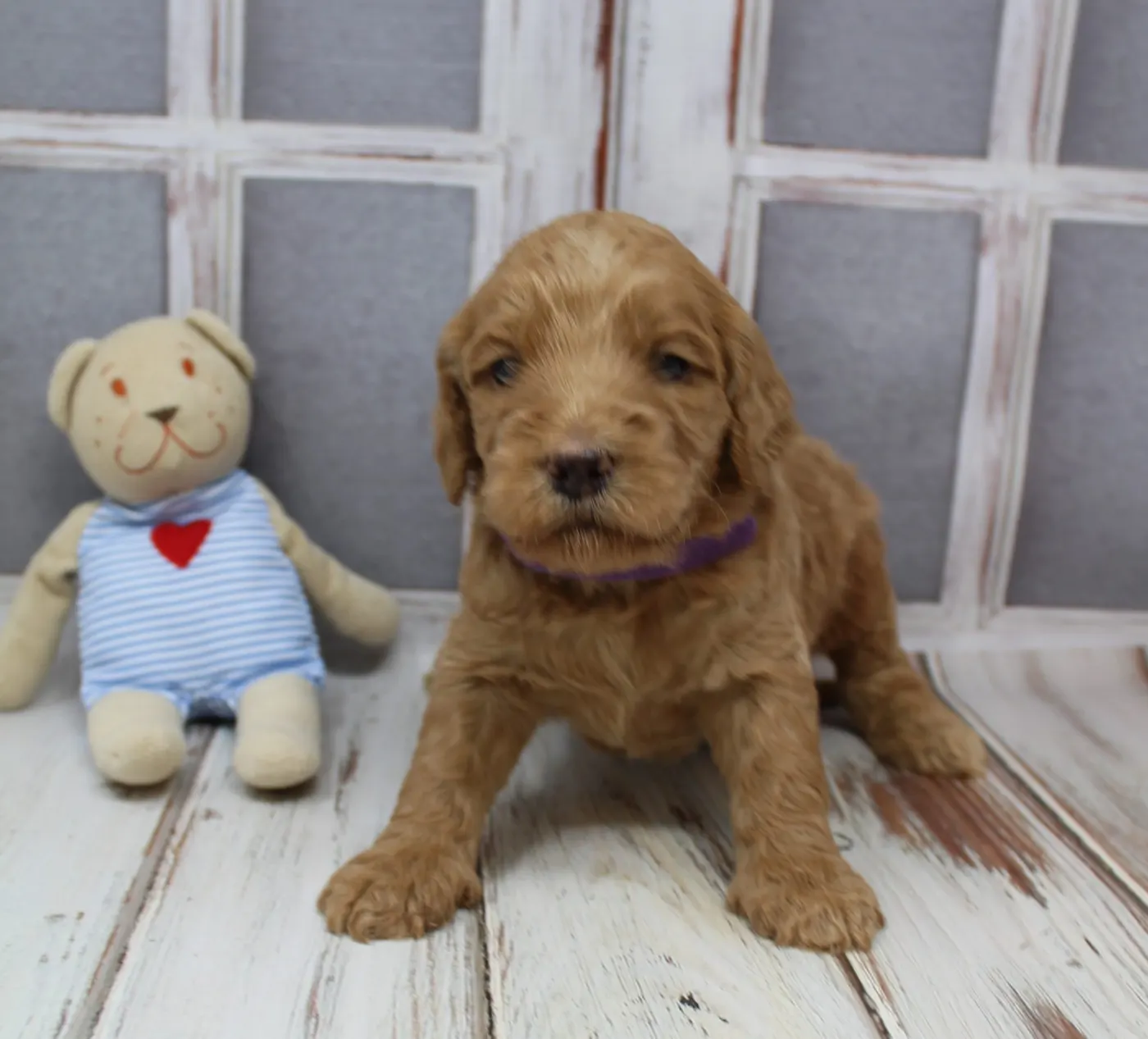Gracie’s puppies are with their forever families