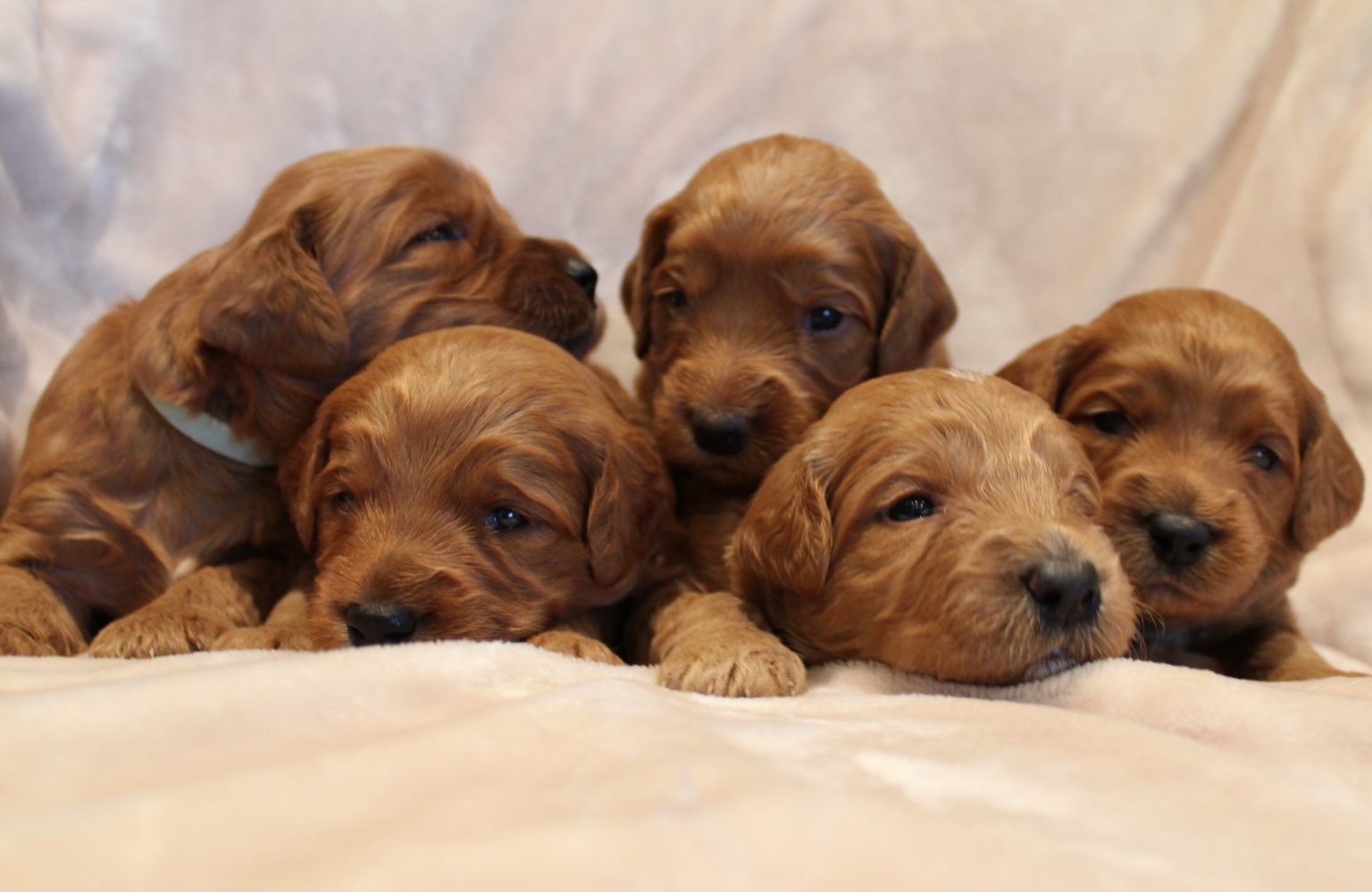 Katie and Gunner’s puppies are home!