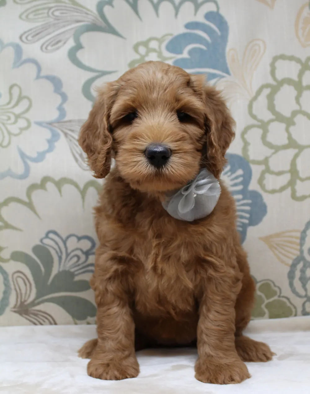 Gracie and Barkley’s litter is home