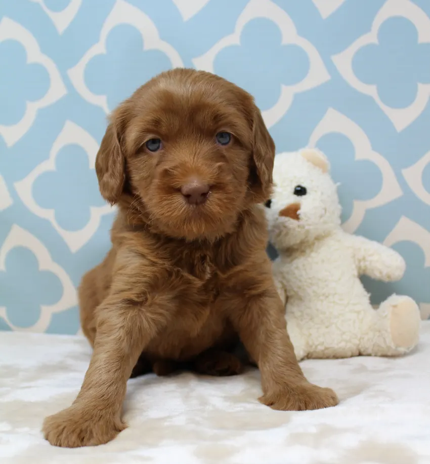 Hazel and Barkley’s puppies are home