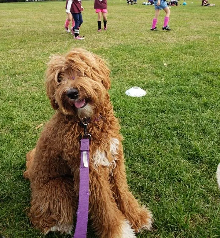Portland Oregon Australian labradoodle breeders