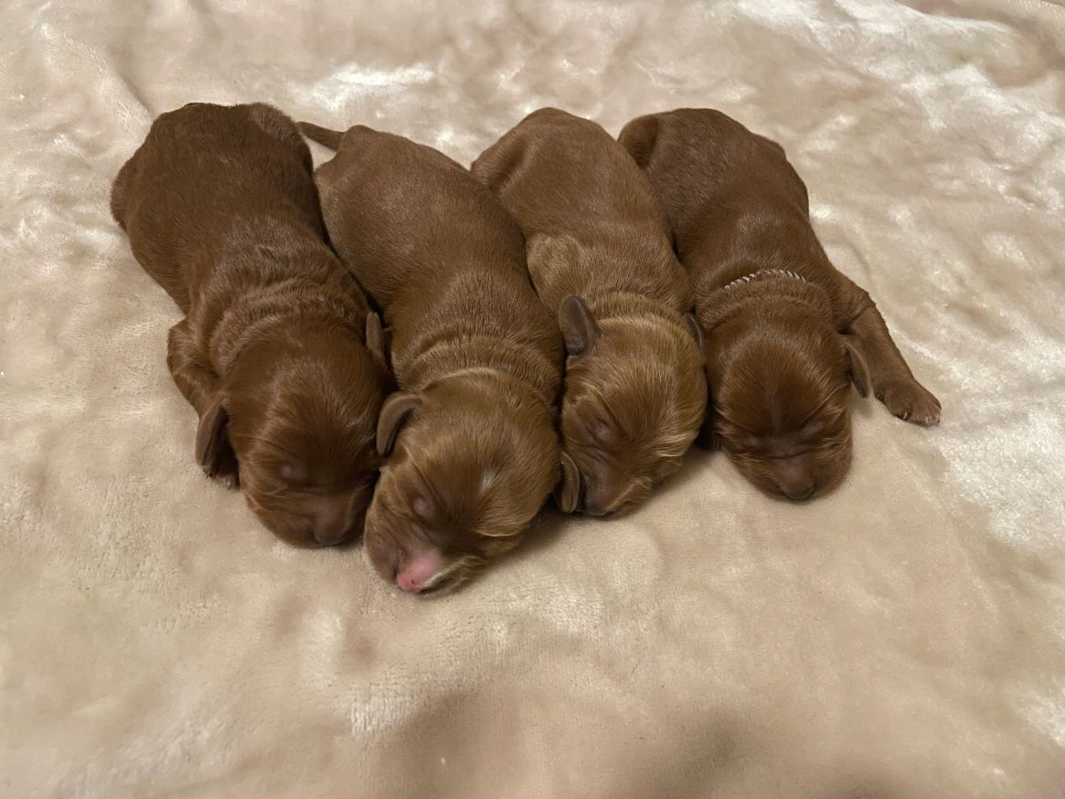 Litter boys 3 days old
