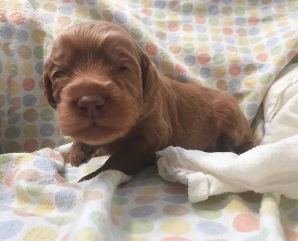 Roo and Basil’s puppies are with their forever families