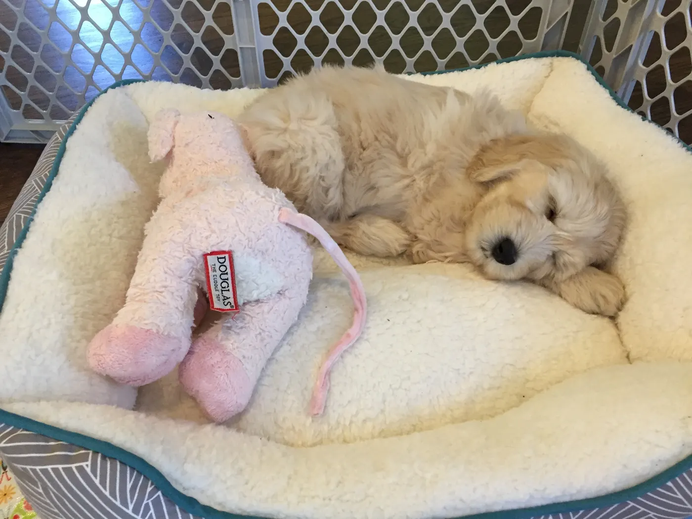 Australian Labradoodle puppies available now Oregon Salem Portland Seattle