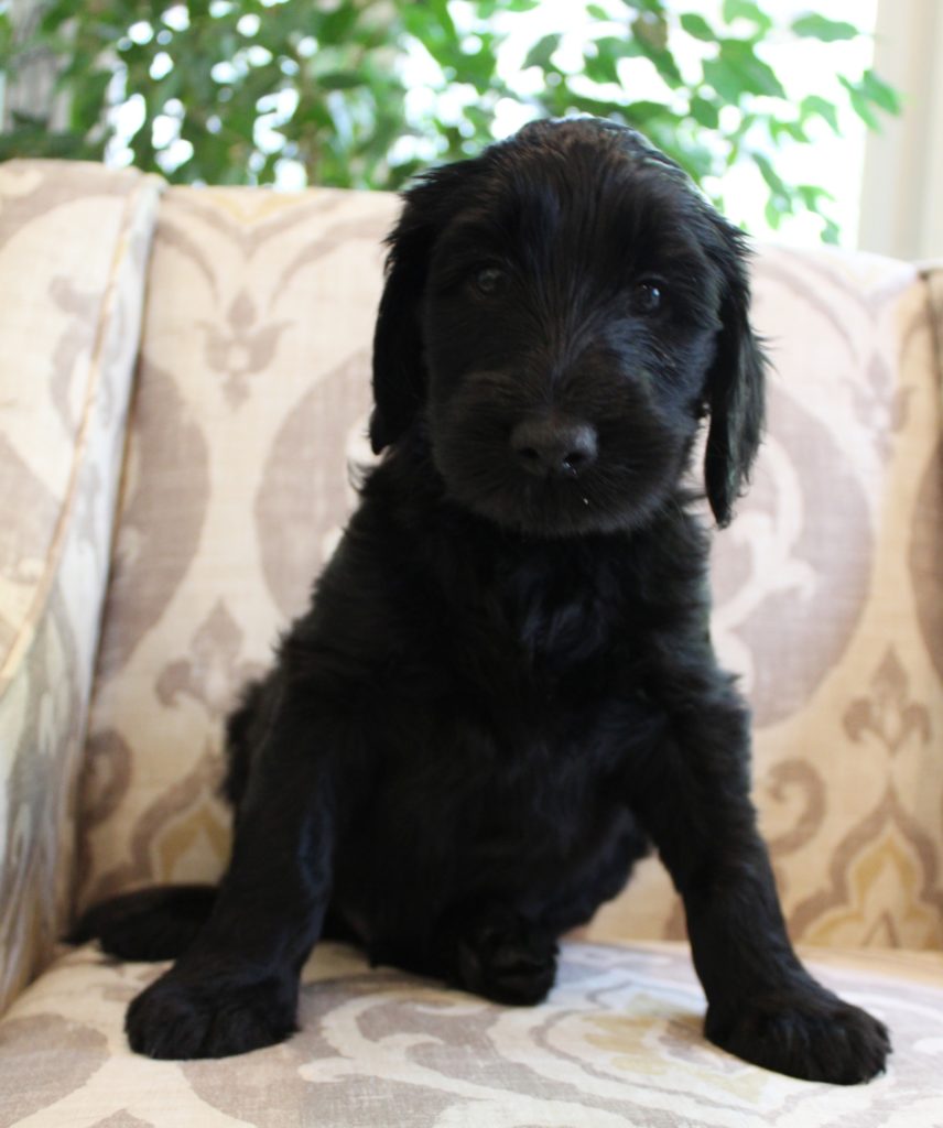black labradoodles Oregon Salem Seattle Portland