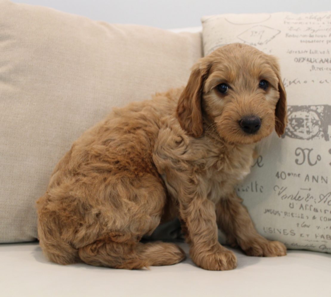 Seattle Salem Portland Labradoodle puppies