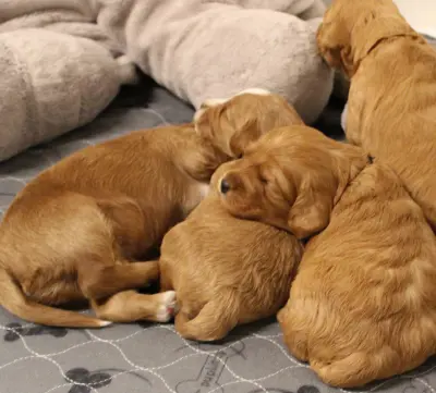 Two weeks litter 4