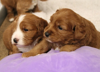 Three weeks pups 2