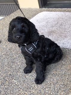 Gracie’s puppies are with their forever families