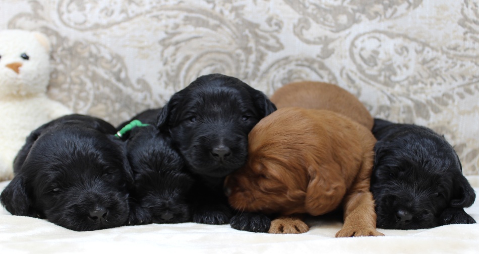 standard black labradoodles