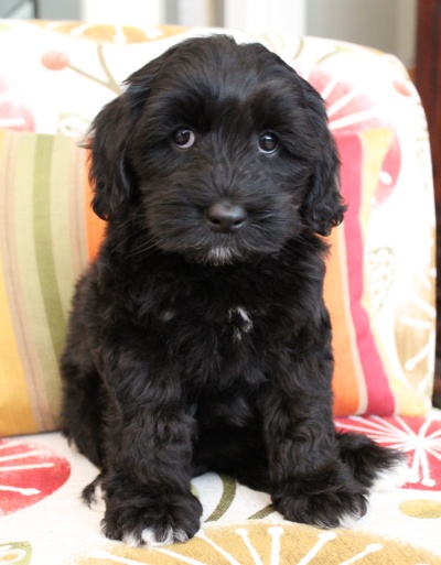 Kylie and Nelson's puppies are ready for home