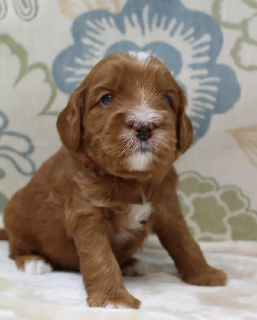 Ally and Watson’s litter is home