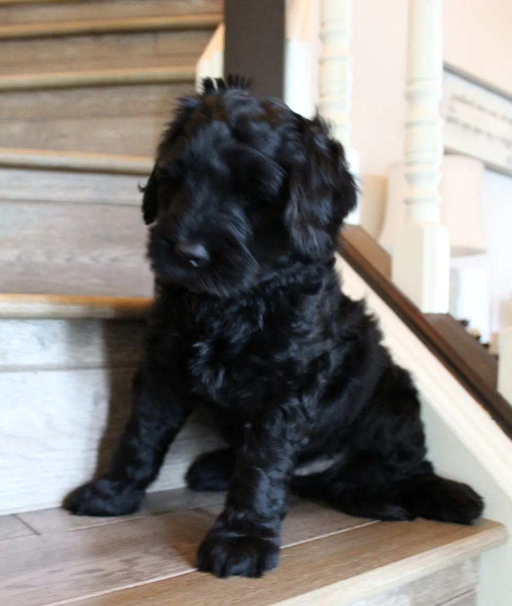 Puppy Culture labradoodle puppies available now