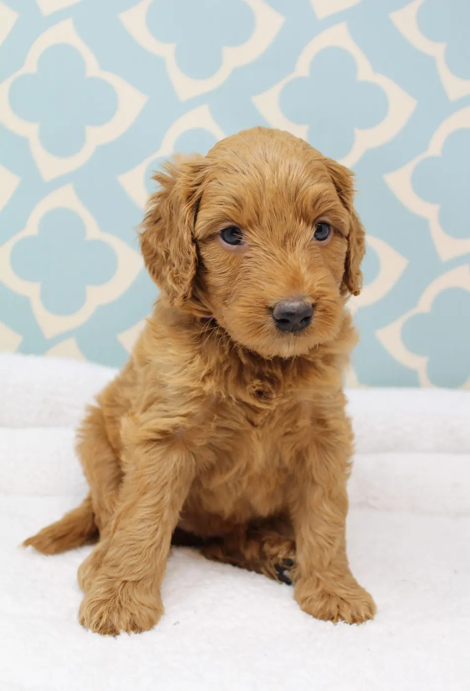 Bella and Gunner’s Bumble Bee puppies are home