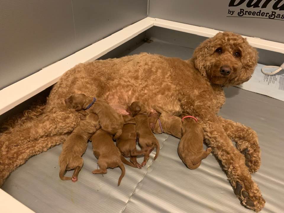 Bella and Gunner’s Bumble Bee puppies are home