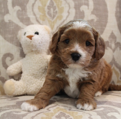 mini red labradoodle puppies available now