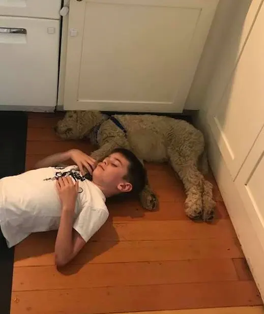 Labradoodles puppies available now cream standard Portland Salem Oregon