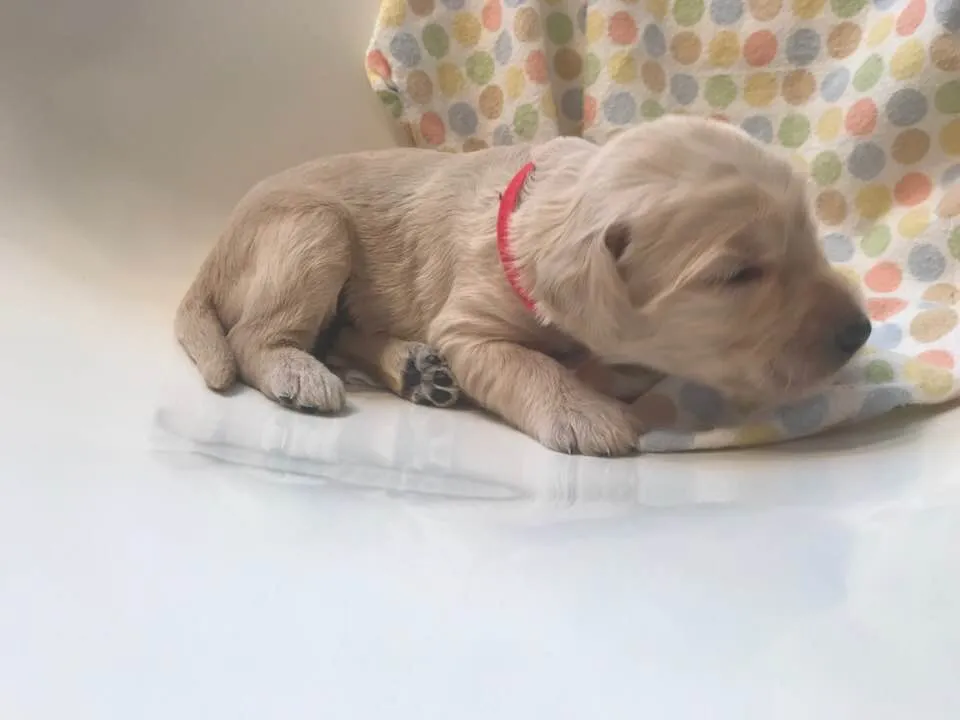Roo and Basil’s puppies are with their forever families