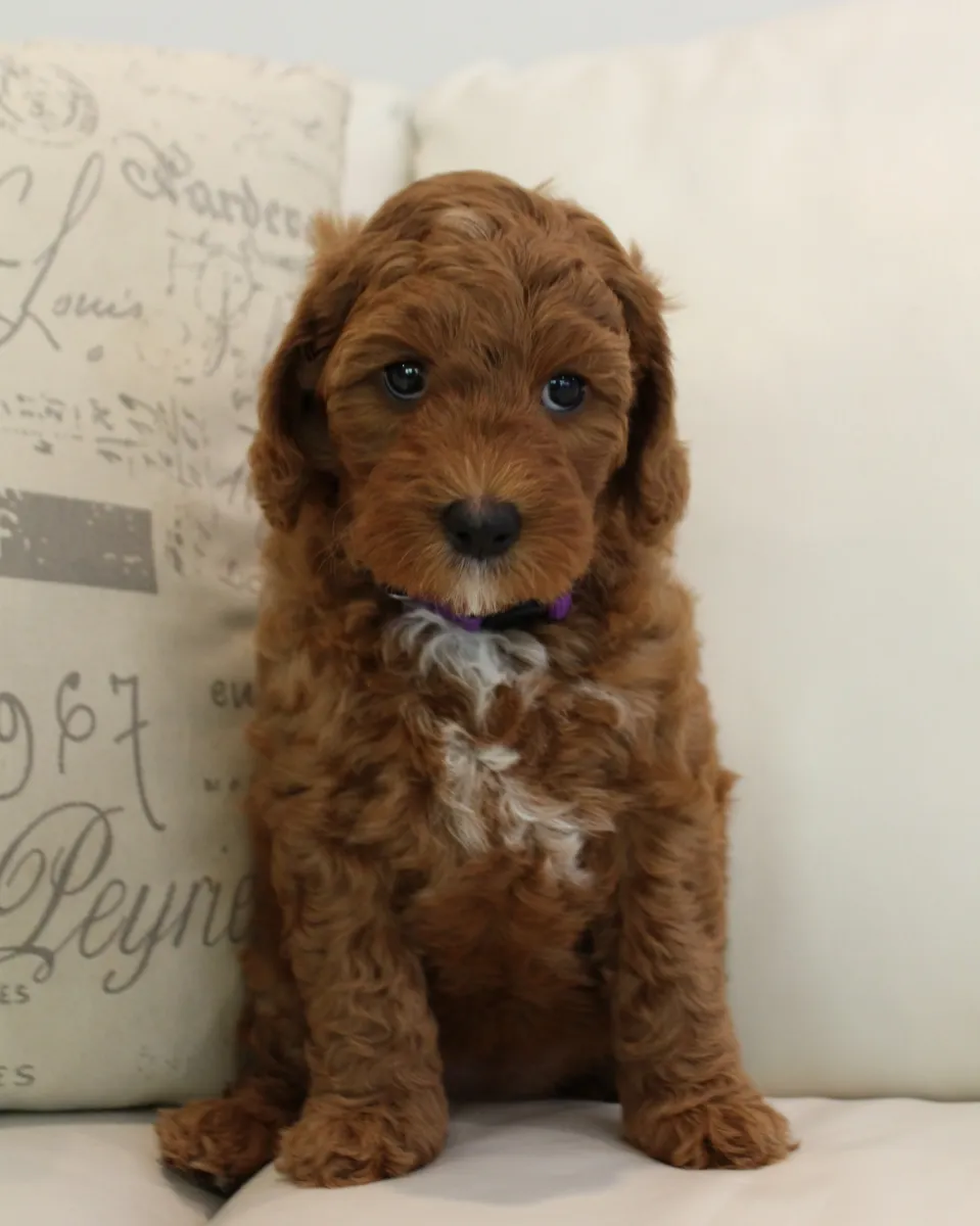 Shirley will be part of our breeding program if she passes all of her testing this year
