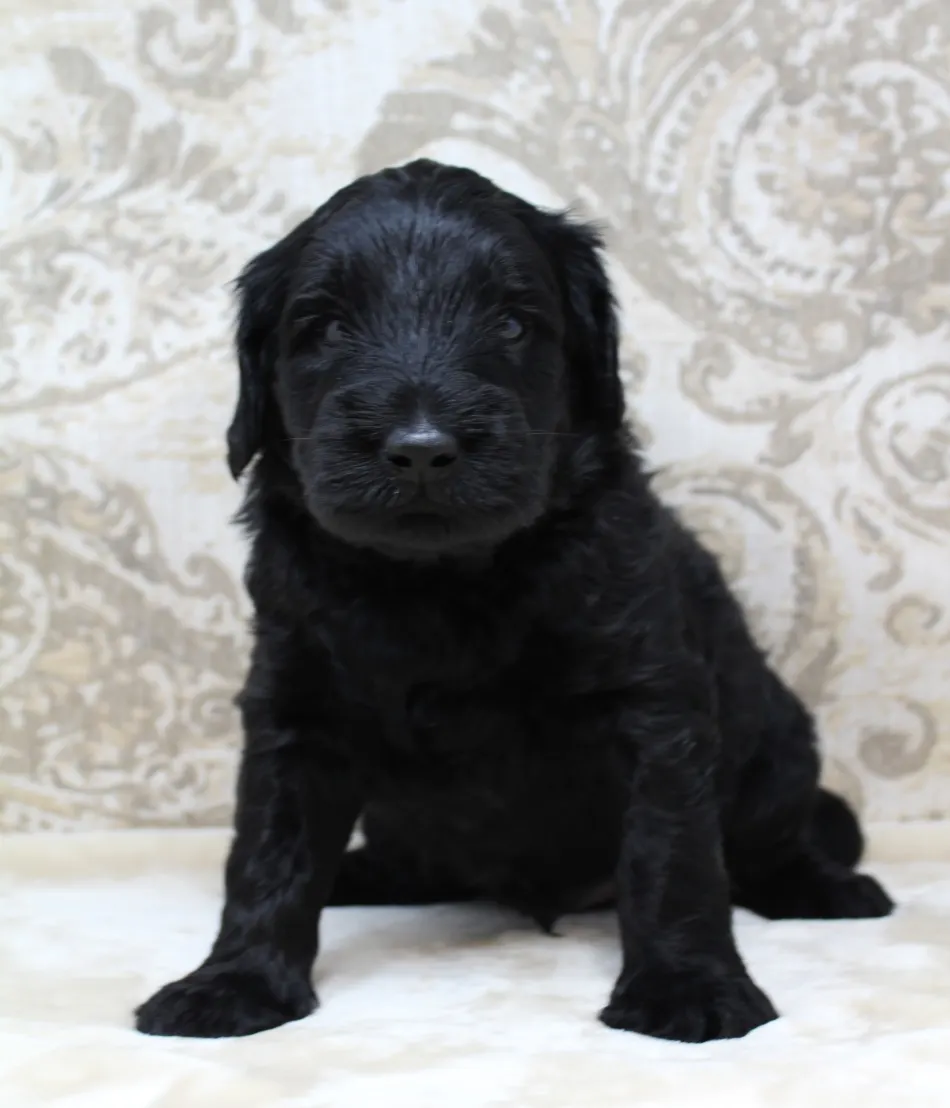 Oregon black labradoodles puppies now