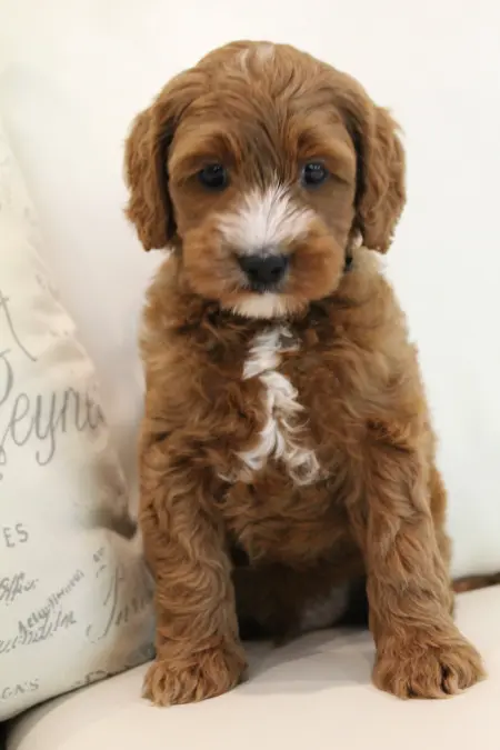 Mabel and Nelson's puppies